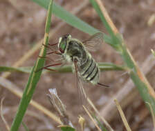 Neorhynchocephalus sackenii (Williston 1880)的圖片