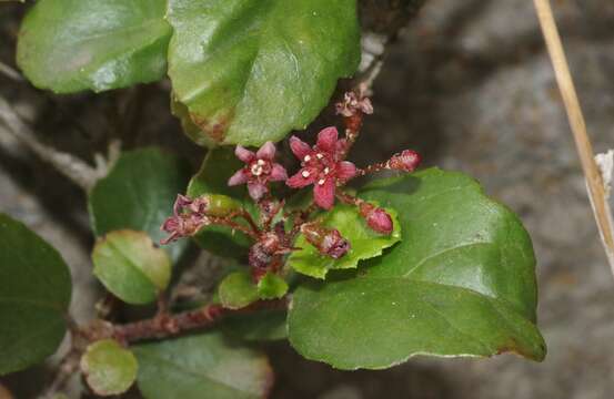 Image of island gooseberry