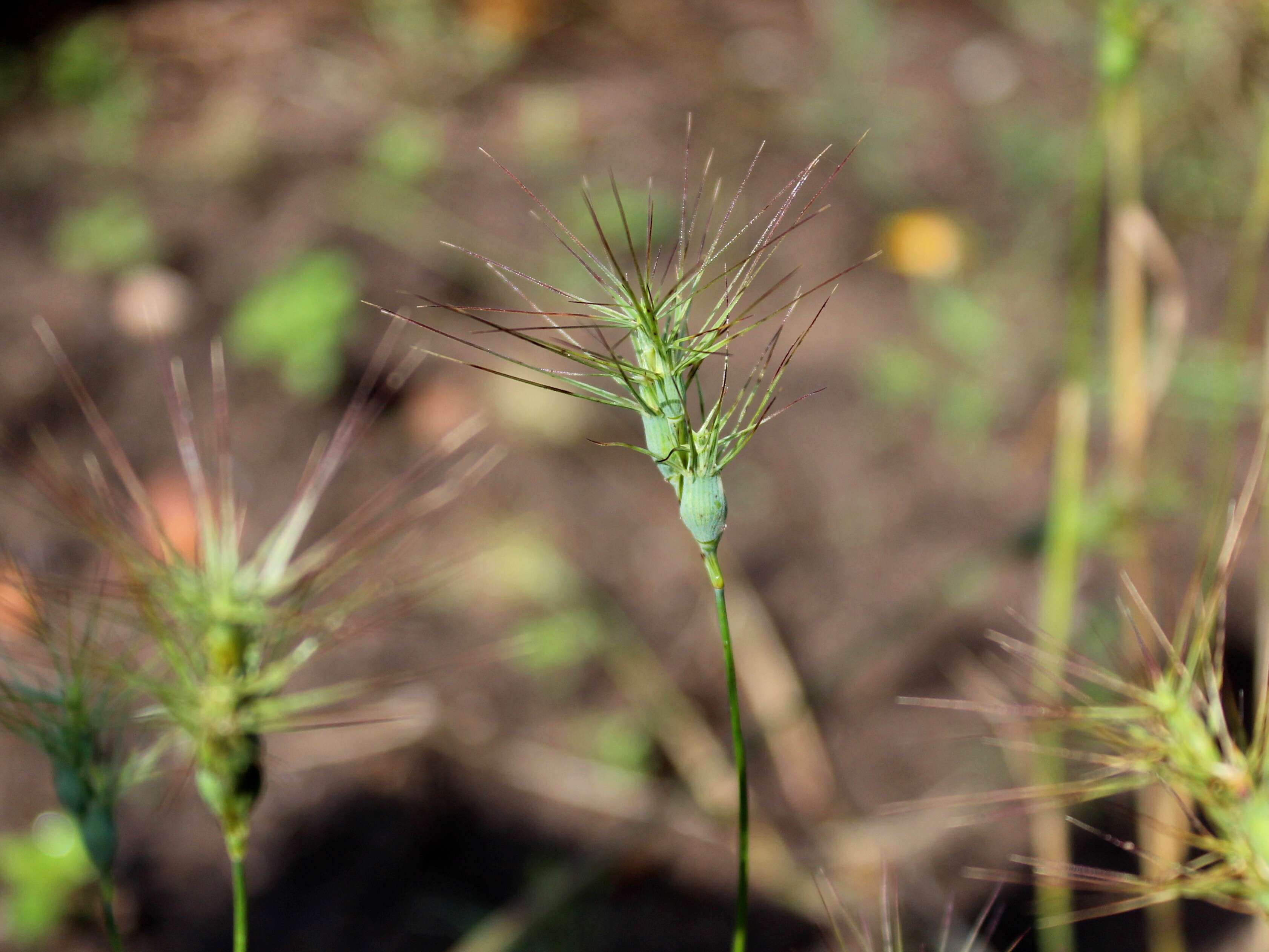 Image de Aegilops geniculata Roth