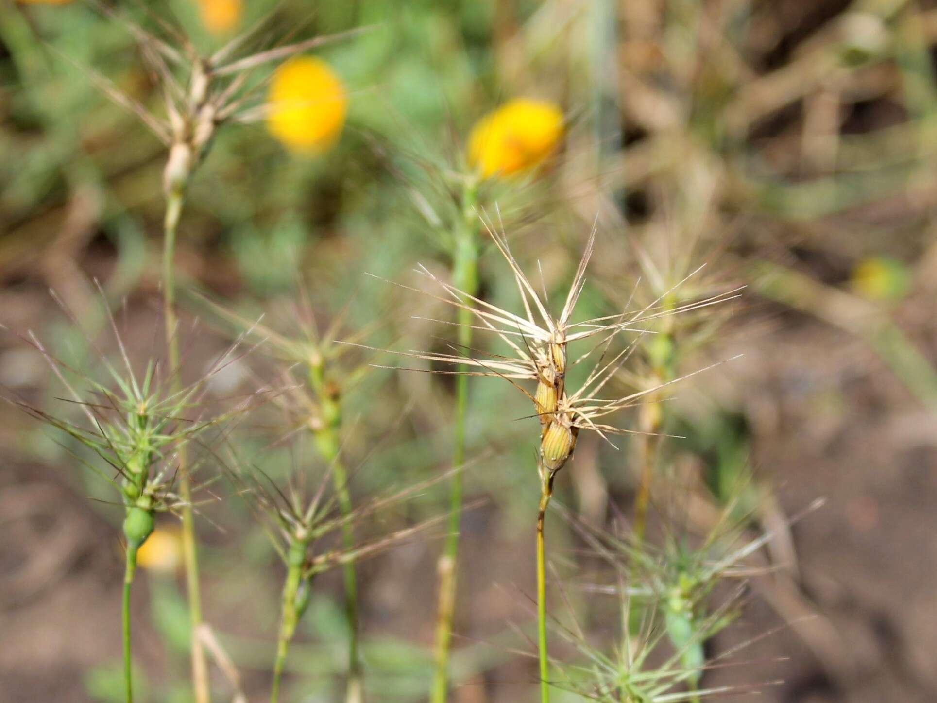 Image de Aegilops geniculata Roth