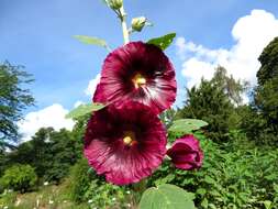 Image of hollyhock