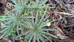 Image of Biophytum albizzioides (O. Hoffm.) Guillaumin