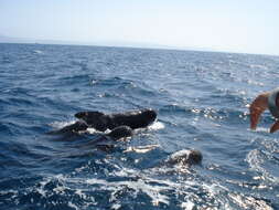 Image of Atlantic Pilot Whale