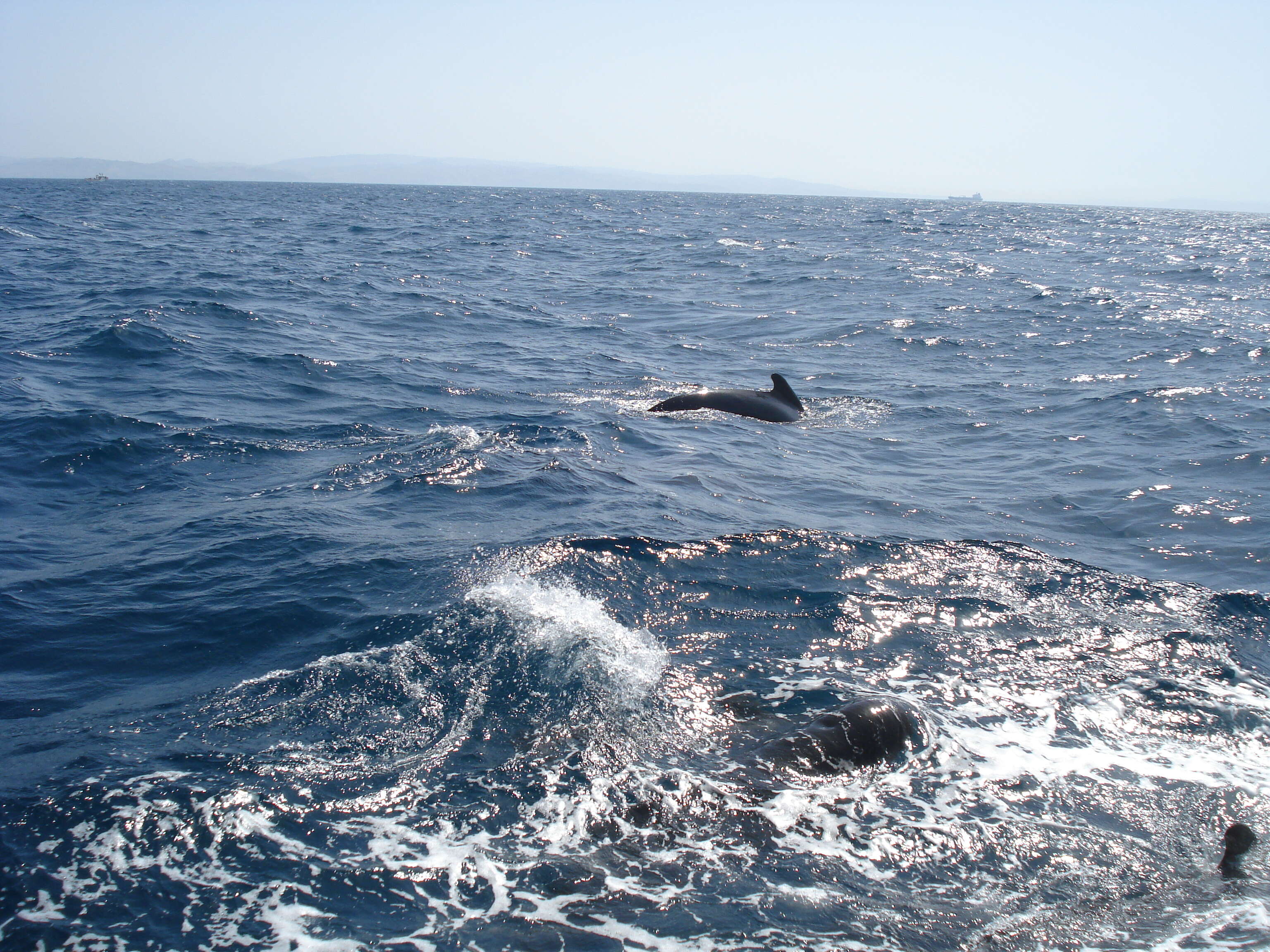 Image of Atlantic Pilot Whale