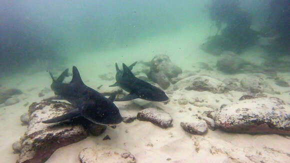 Image of Spotted Gully Shark