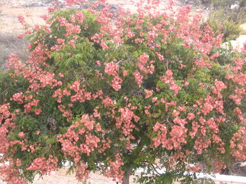 Image of goldenrain tree