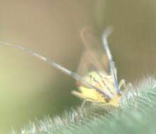 Image of Aphid