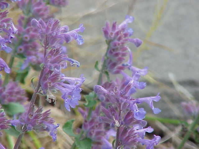 Image of raceme catnip