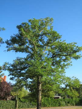 Image of black locust