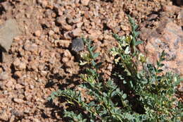 Image of Front Range milkvetch