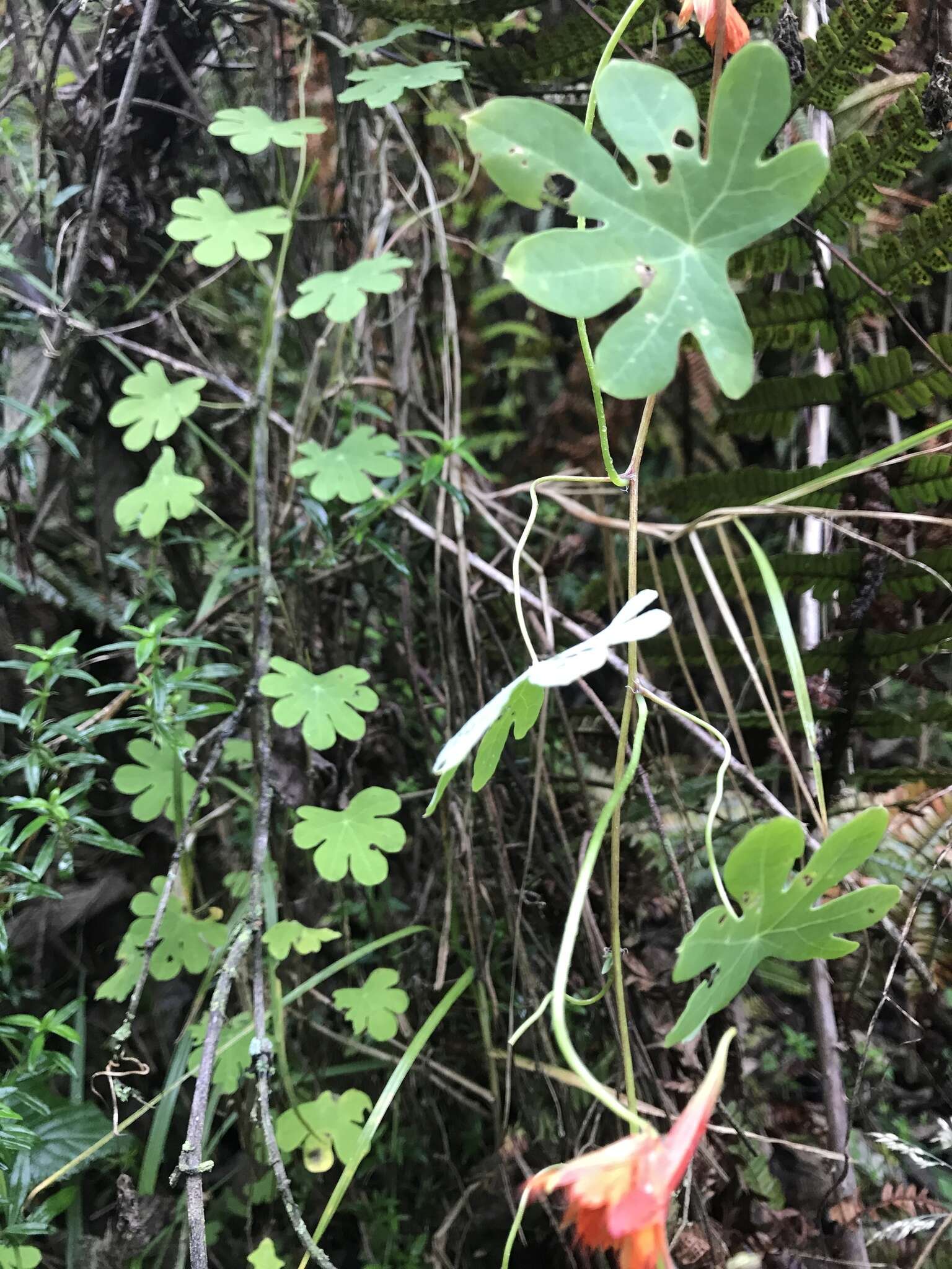 Image of Tropaeolum smithii DC.