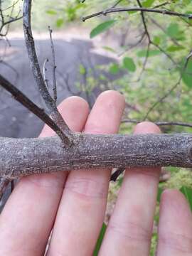 Image of Flueggea virosa subsp. melanthesoides (F. Muell.) G. L. Webster