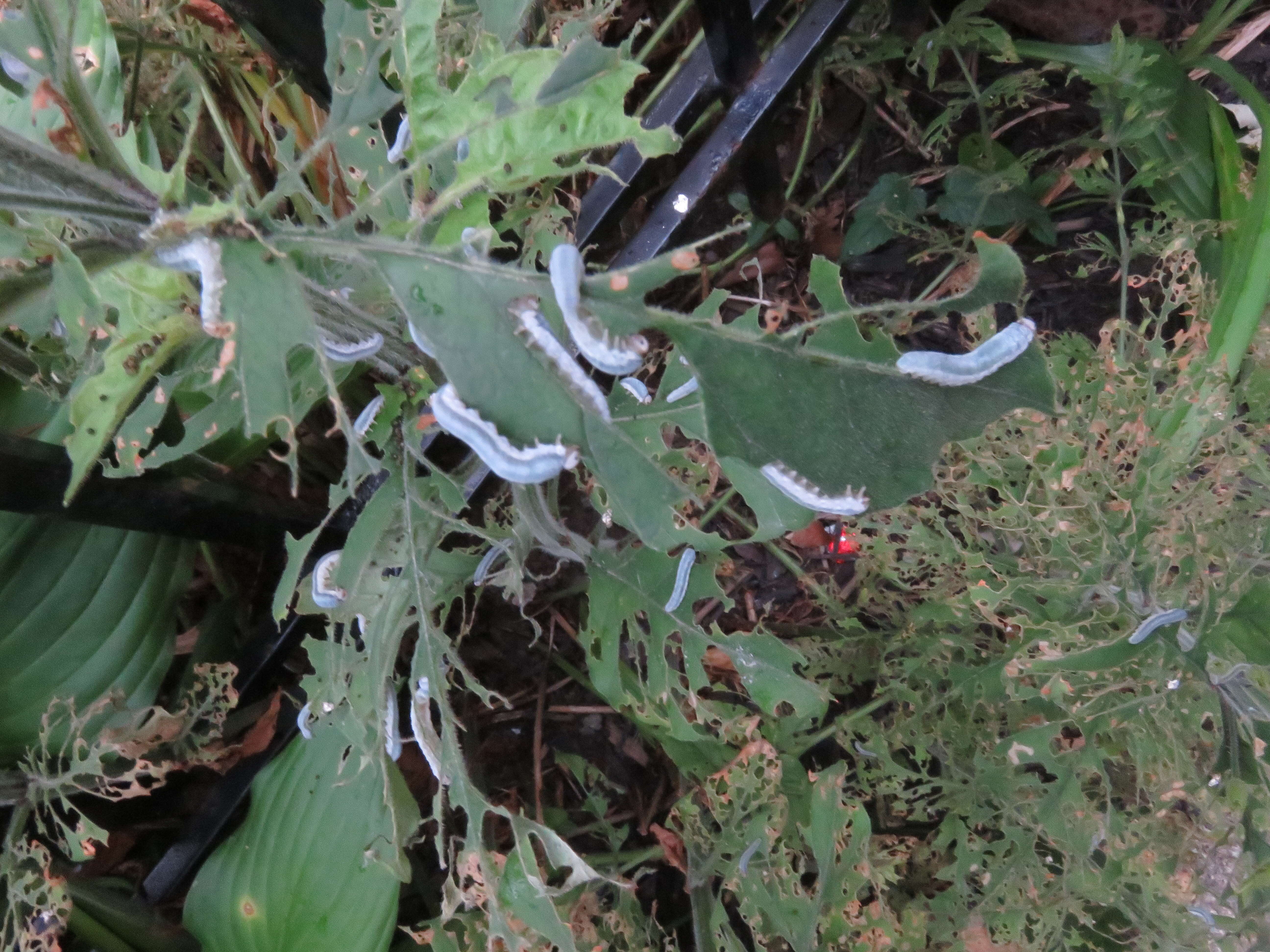 Image of earth loosestrife