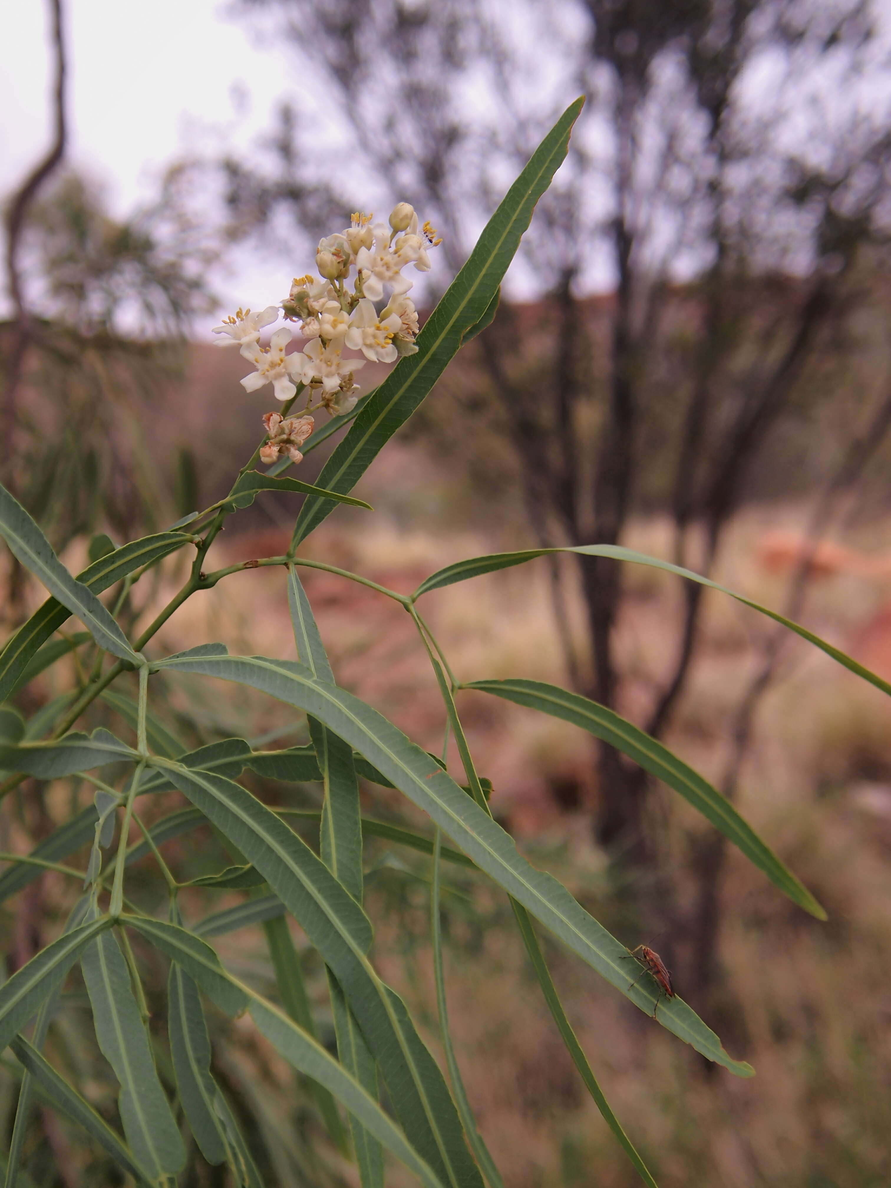 Image of Atalaya hemiglauca F. Müll. ex Benth.