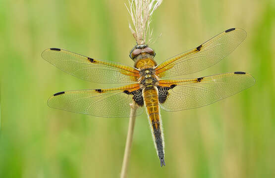 Image of Four-spotted Chaser