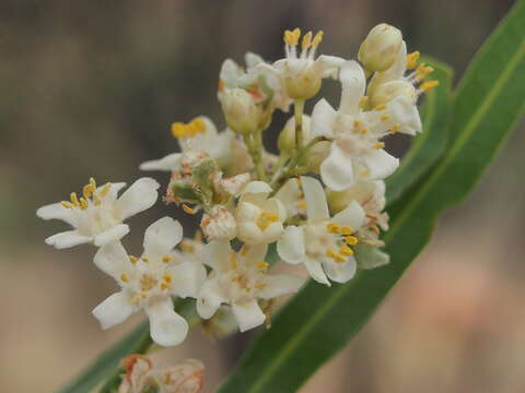 Atalaya hemiglauca F. Müll. ex Benth.的圖片