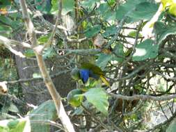 Image of Blue-capped Tanager