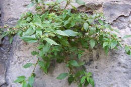 Image of pellitory-of-the-wall