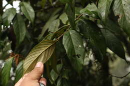 Image of Quercus lamellosa Sm.