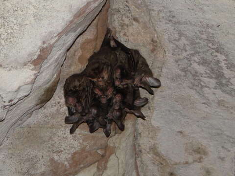 Image of big-eared woolly bat