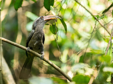 Image of Malabar Grey Hornbill