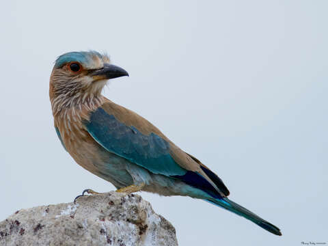 Image of Indian Roller