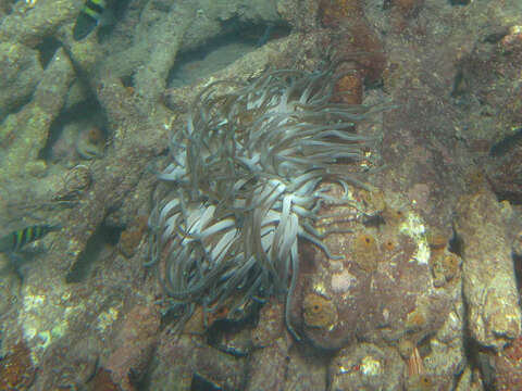 Image of Giant anemone