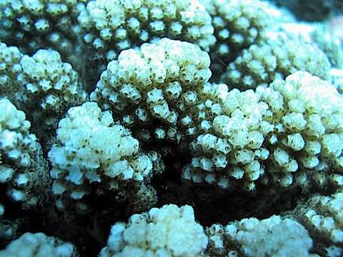 Image of Cauliflower coral