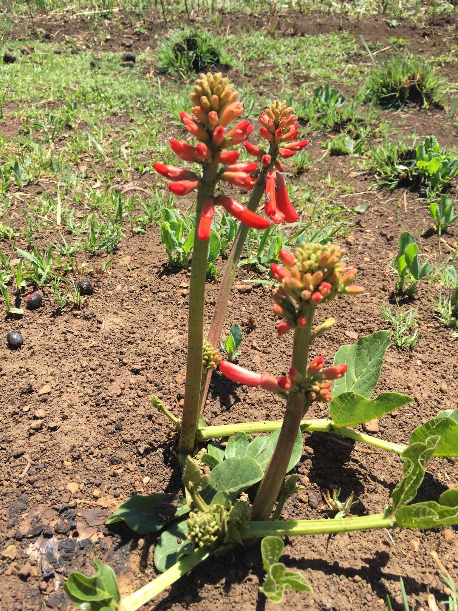 Imagem de Erythrina zeyheri Harv.