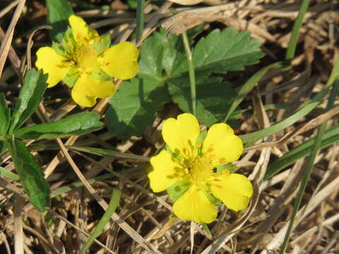 Imagem de Potentilla reptans L.