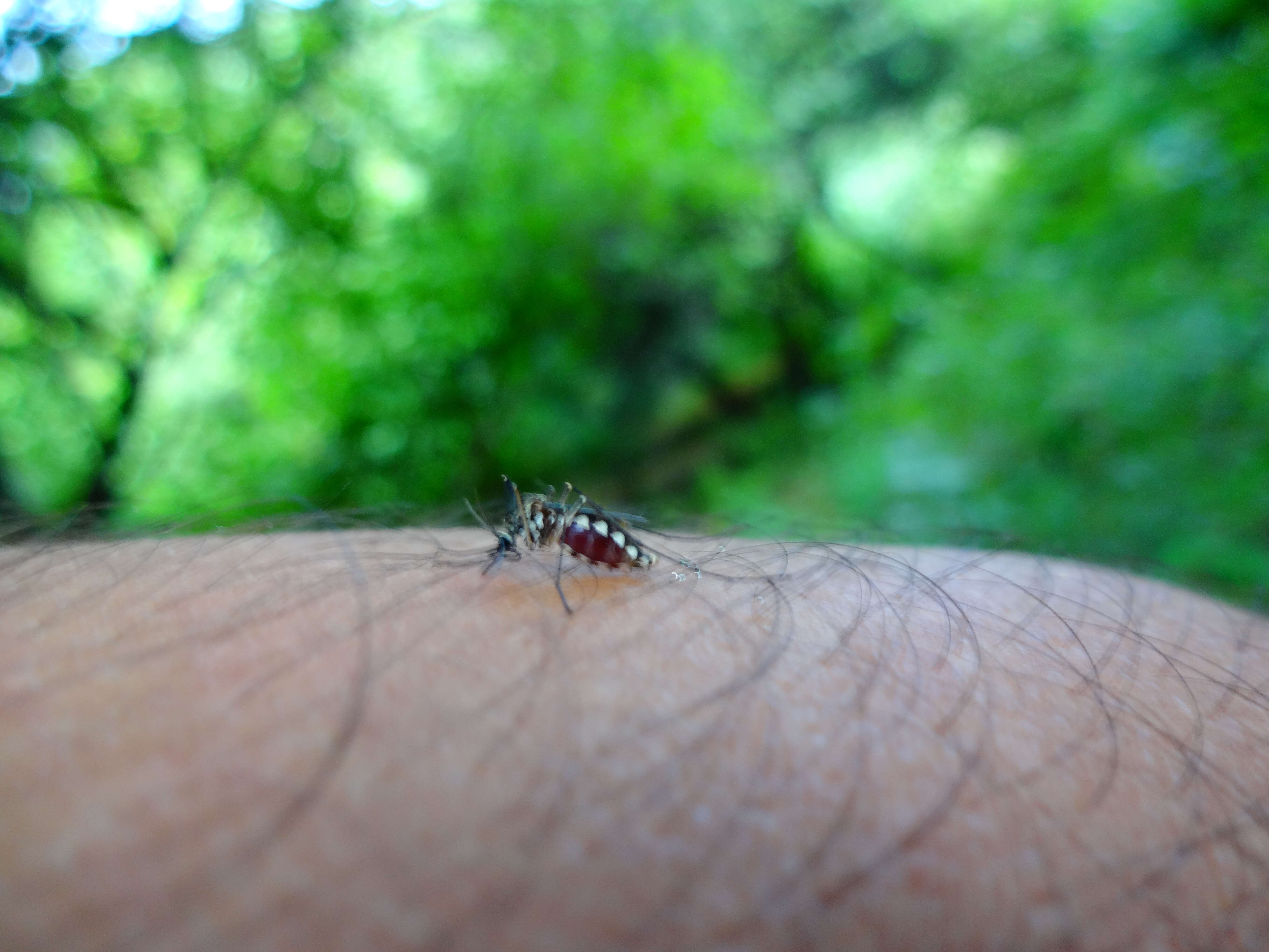 Image of Dengue fever mosquito