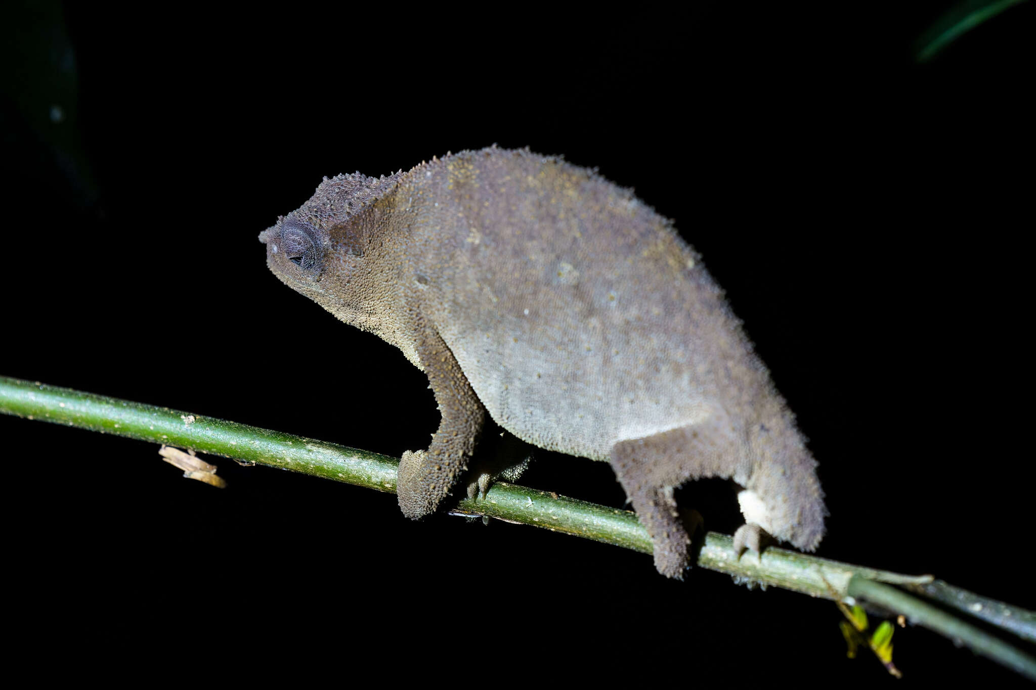 Image of Malawi Stumptail Chameleon