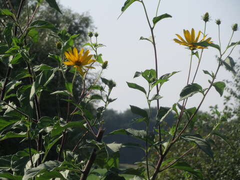 Image of Jerusalem artichoke