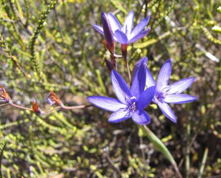 Imagem de Geissorhiza subrigida L. Bolus