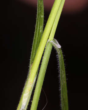 Image of Whitney's sedge