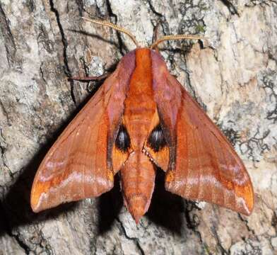 Image of Huckleberry Sphinx