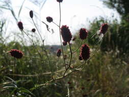 Image of Great Burnet