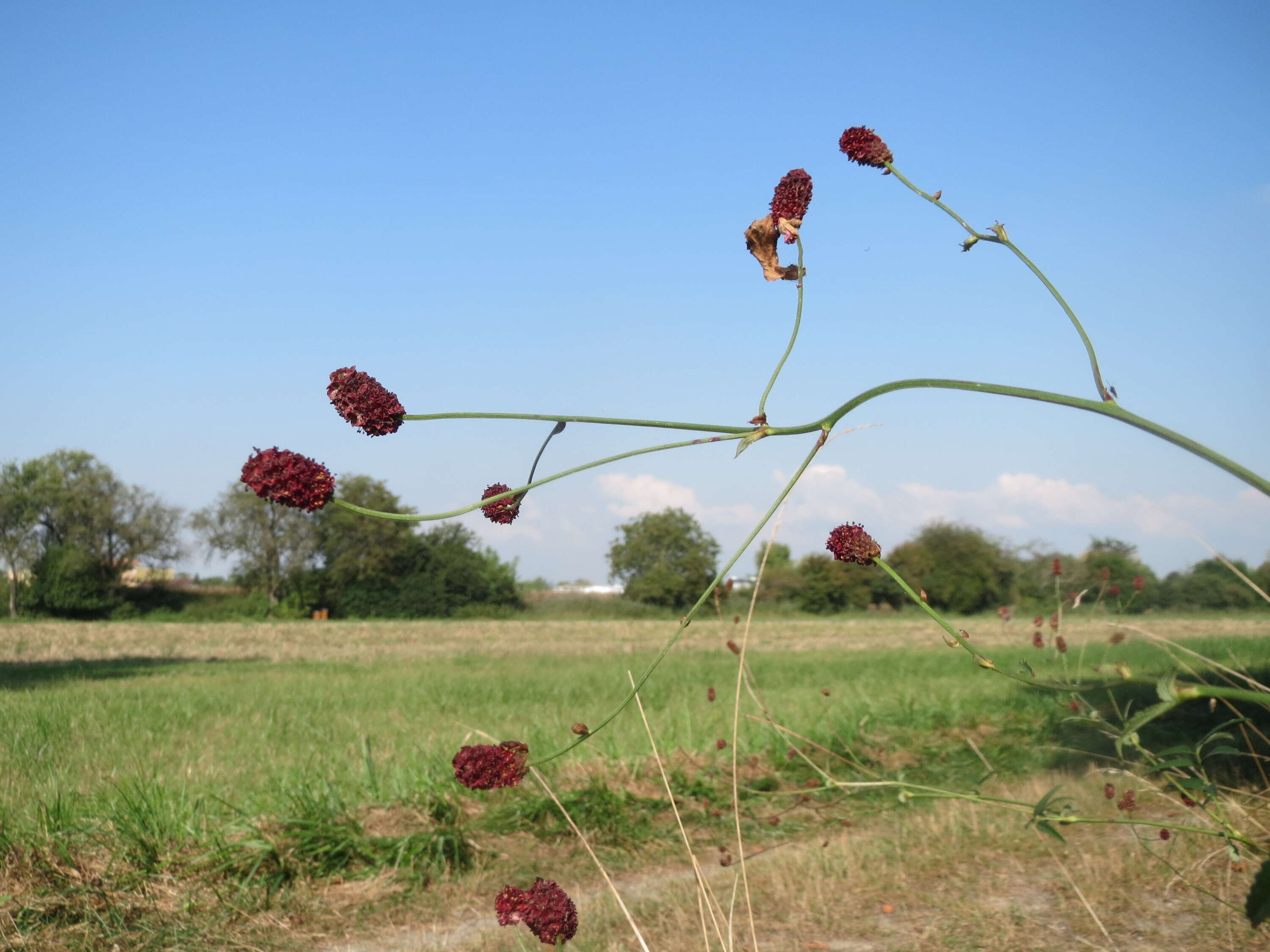 Image of Great Burnet