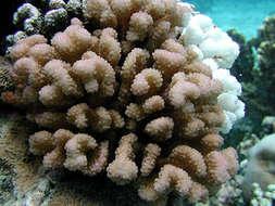 Sivun Pocillopora verrucosa (Ellis & Solander 1786) kuva