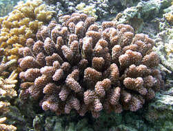 Sivun Pocillopora verrucosa (Ellis & Solander 1786) kuva