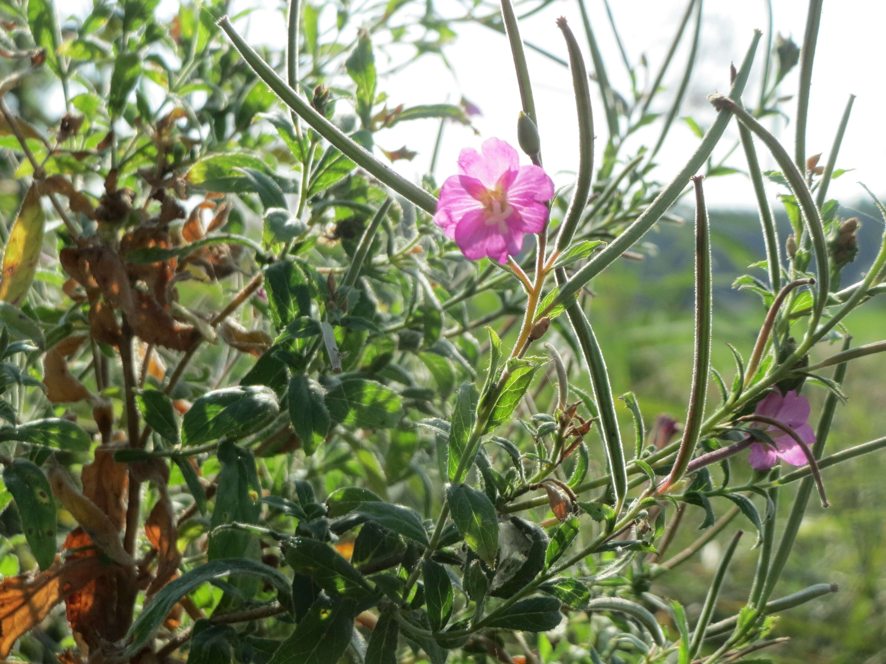 Слика од Epilobium hirsutum L.