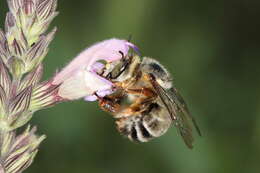 Imagem de Anthophora fulvitarsis Brullé 1832