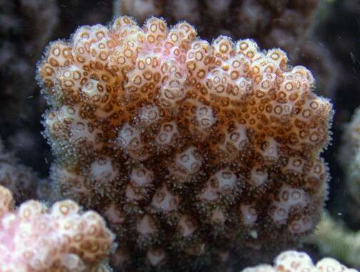 Sivun Pocillopora verrucosa (Ellis & Solander 1786) kuva