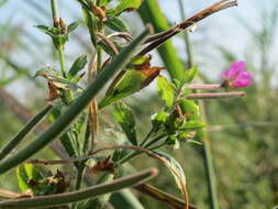 Слика од Epilobium hirsutum L.
