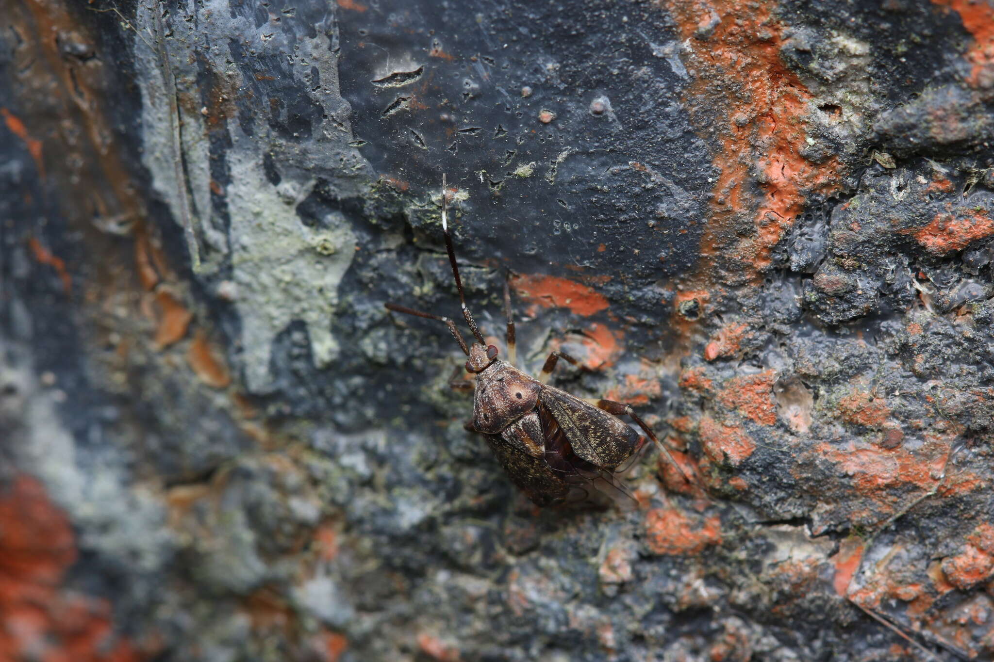 Image of Eurystylus burmanicus (Distant 1904)