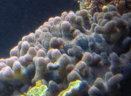 Image of Smooth Cauliflower Coral