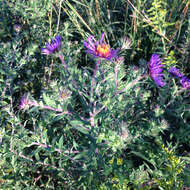 Image of Michaelmas daisy