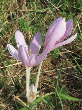 Image of Autumn crocus