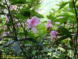 Imagem de Rhododendron mariesii Hemsl. & E. H. Wilson