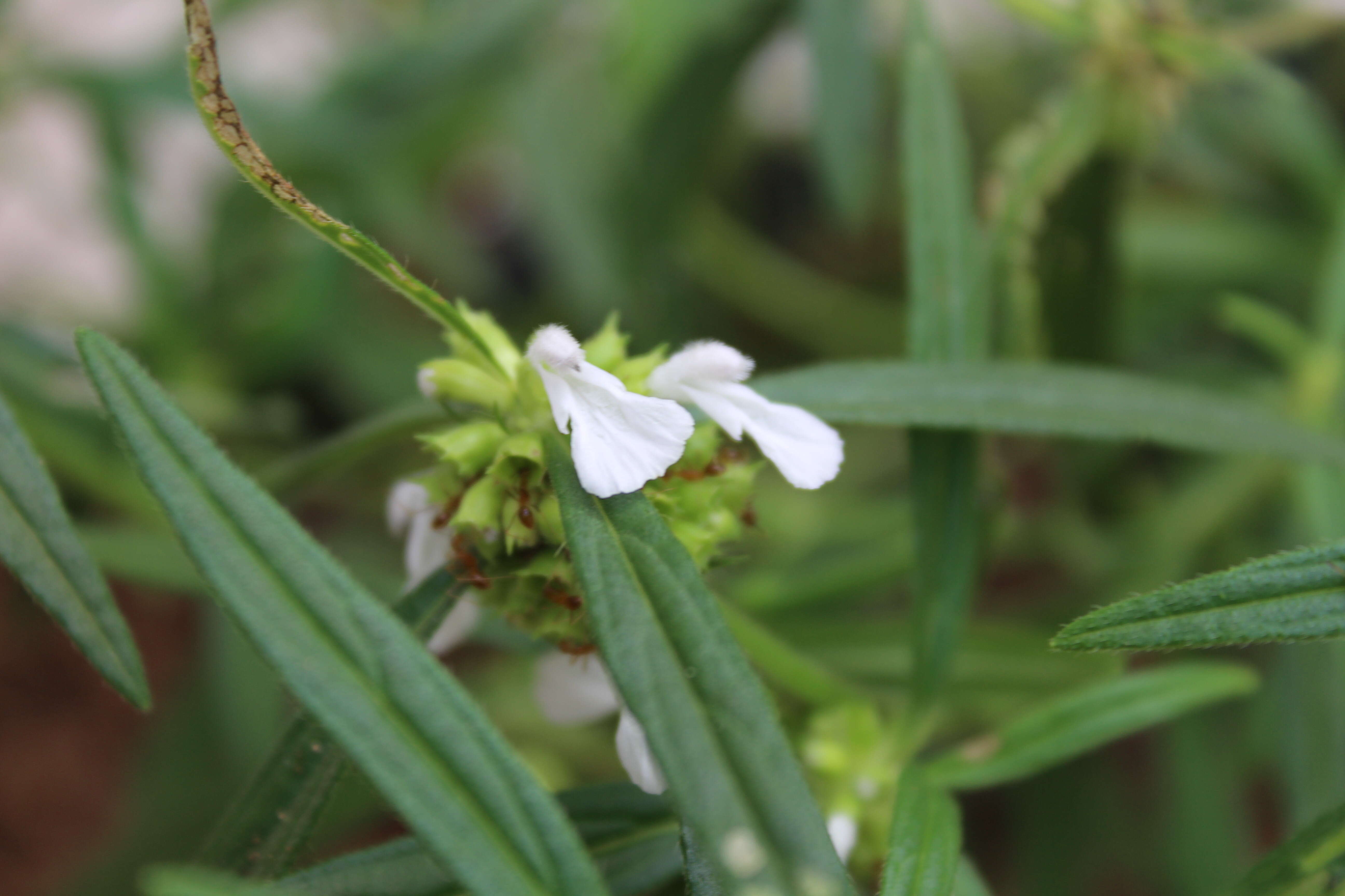 Image of Wild ocinum